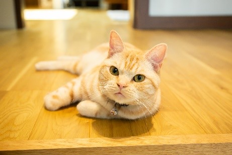 ペットと快適に暮らす家づくりをしてみませんか