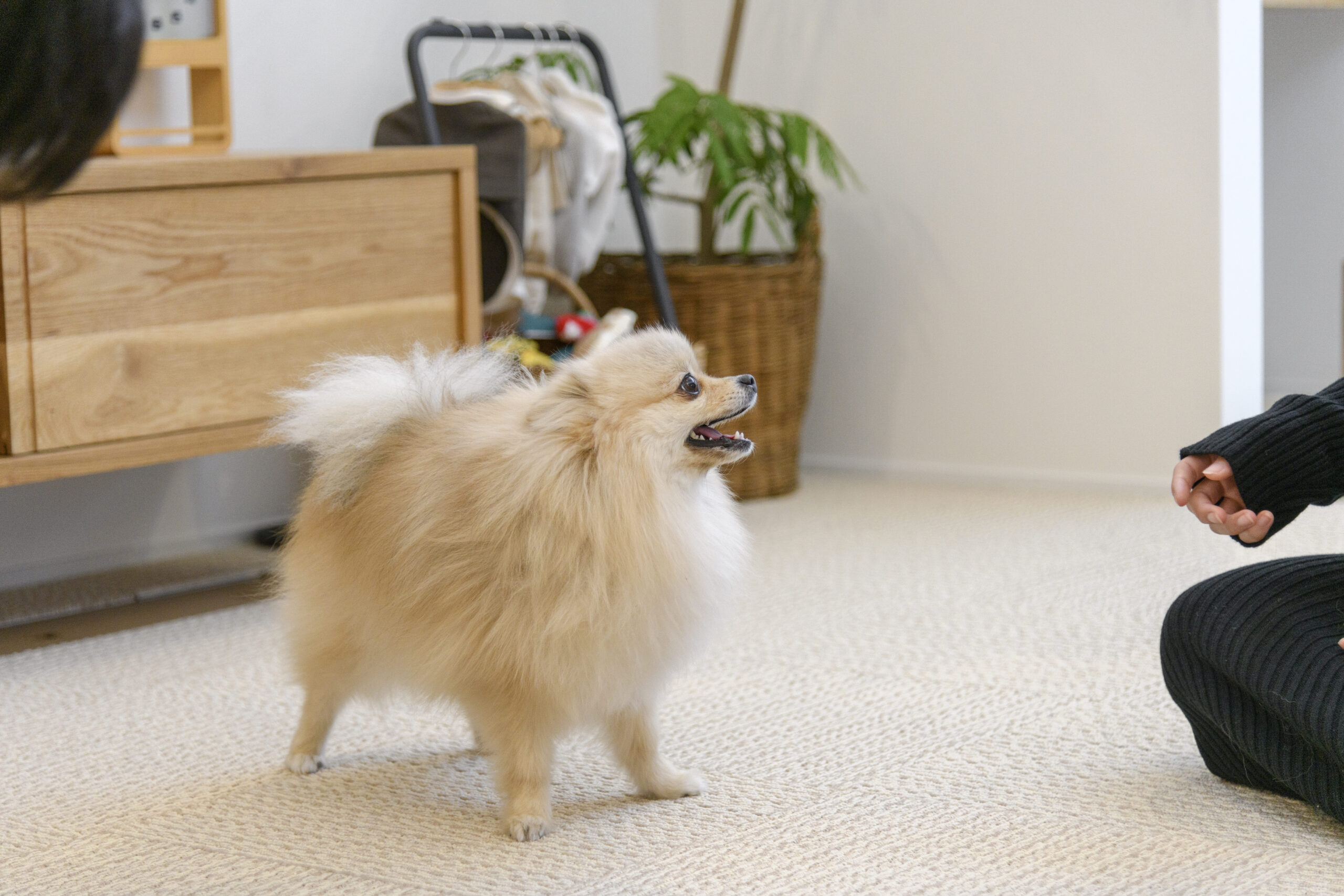 大切な家族に快適な環境を!ペットと暮らす住まいの実例をご紹介!